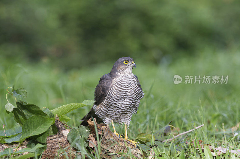 雌性雀鹰(Accipiter nisus)